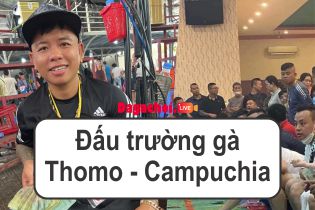 Đấu trường gà Thomo - Campuchia