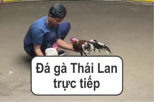 Đá gà Thái Lan trực tiếp