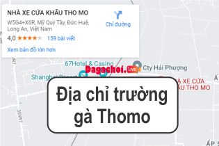 Địa chỉ trường gà Thomo Campuchia