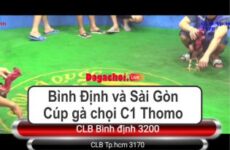 Đá gà Bình Định và Sài Gòn - Cúp gà chọi C1 Thomo