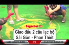 Giao đấu 2 câu lạc bộ Sài Gòn Phan Thiết