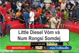 Little Diesel Vòm và Num Rongsi Somdej - Gà chọi C1 Thái Lan