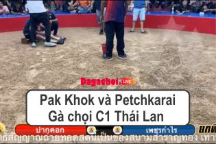Pak Khok và Petchkarai - Gà chọi C1 Thái Lan