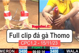 Phát lại đá gà Campuchia Thomo CPC1-2 15112023