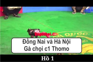 Đá gà Đồng Nai và Hà Nội – Gà chọi c1 Thomo